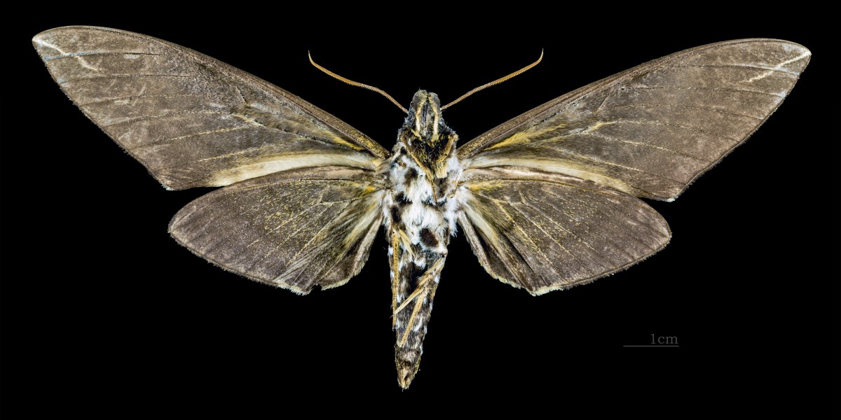 Apocalypsis velox MHNT CUT 2010 0 94 Assam India female ventral