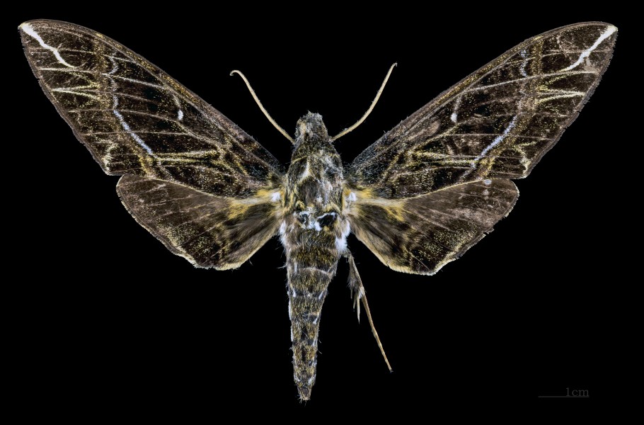 Apocalypsis velox MHNT CUT 2010 0 94 Assam India Male dorsal