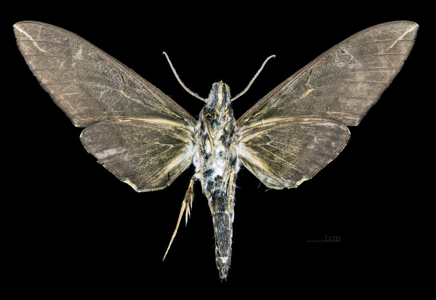 Apocalypsis velox MHNT CUT 2010 0 94 Assam India Male ventral