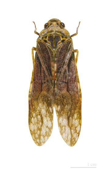 Aracynthus sanguineus MHNT dos