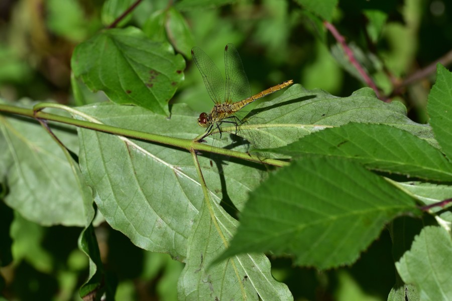Araignées, insectes et fleurs de la forêt de Moulière (Le Gâchet de Villiers) (29052275241)