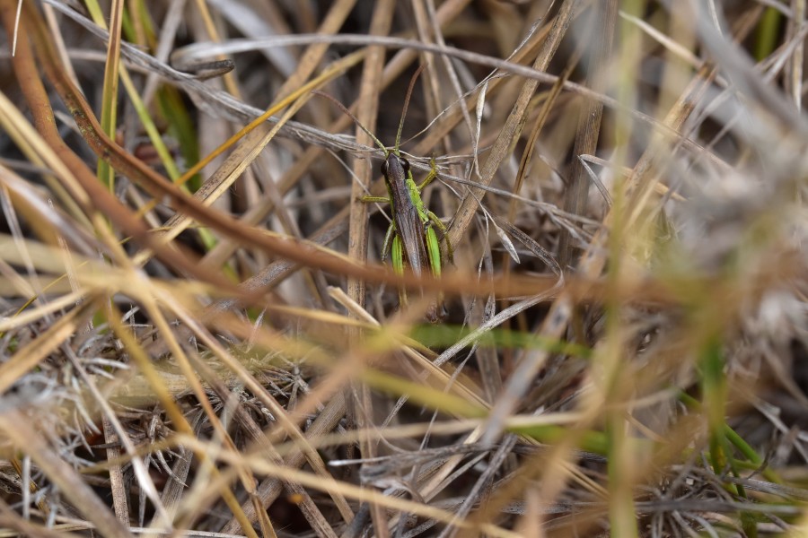 Araignées, insectes et fleurs de la forêt de Moulière (Le Gâchet de Villiers) (29096899796)