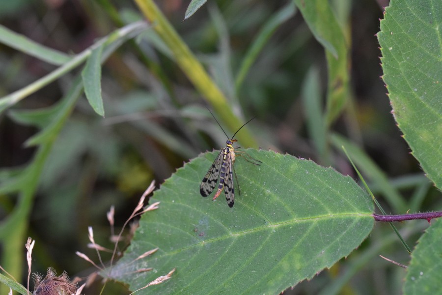 Araignées, insectes et fleurs de la forêt de Moulière (Les Chirons Noirs) (29044144495)