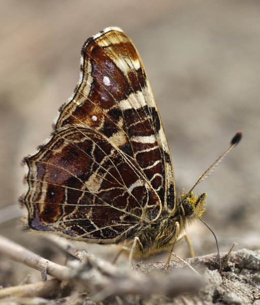 Araschnia levana LC0264