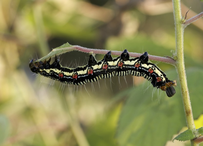 Arcte coerula larva 08Oct16