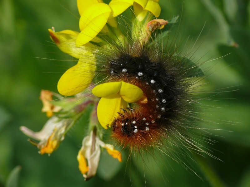 Arctia caja - caterpillar 1 (HS)