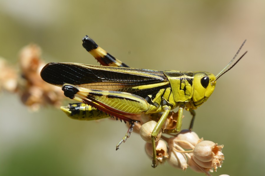 Arcyptera fusca male (31067418133)
