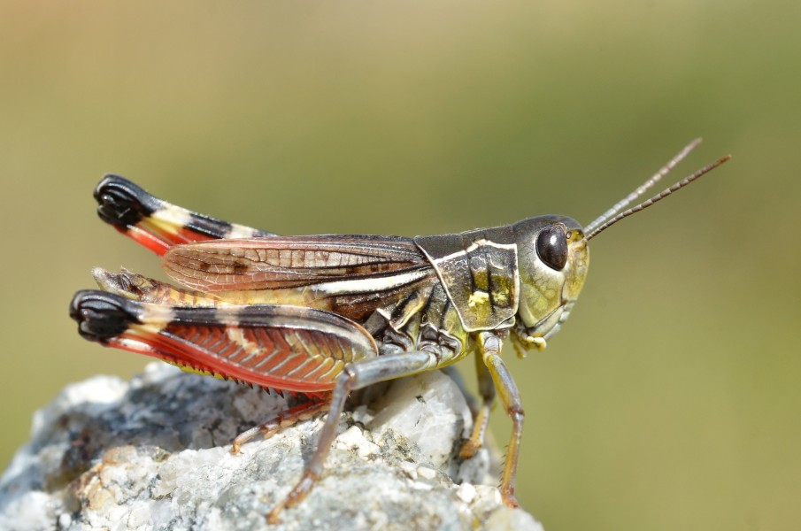 Arcyptera microptera carpentieri male (14847844510)