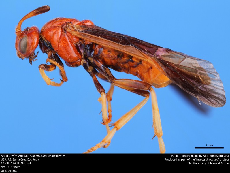 Argid sawfly (Argidae, Arge spiculata (MacGillivray)) (36363627110)