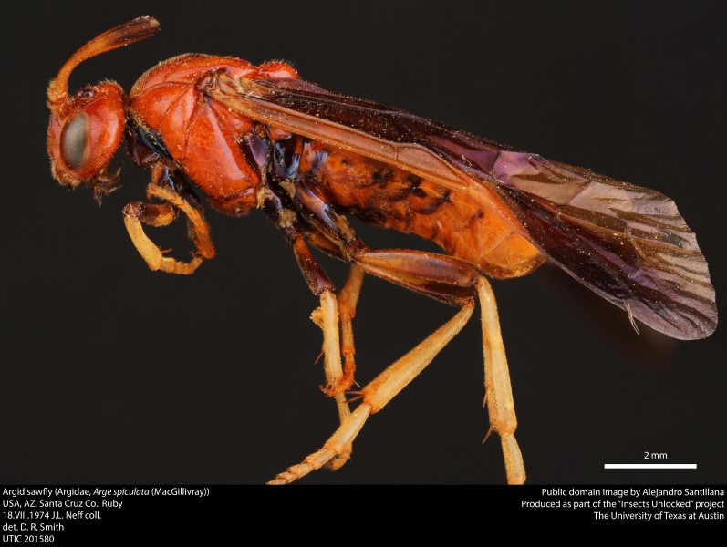 Argid sawfly (Argidae, Arge spiculata (MacGillivray)) (36760208055)