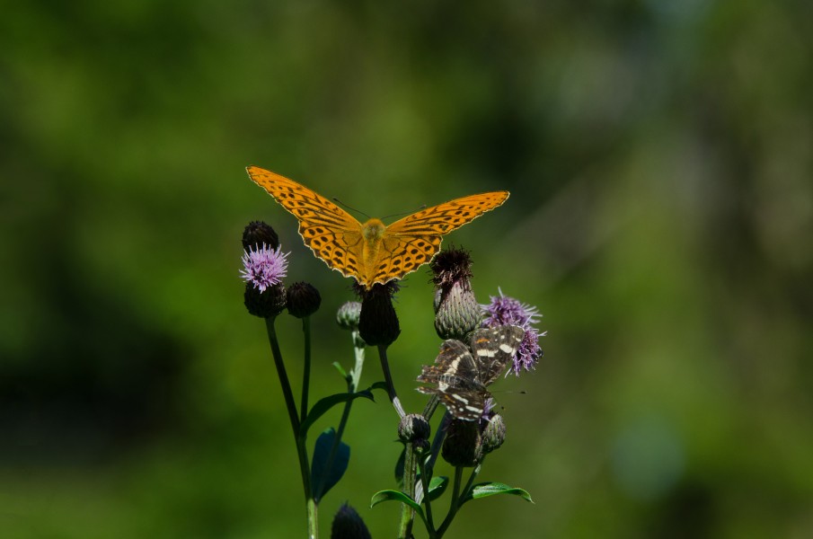 Argynnis paphia - Araschnia levana (35733531214)