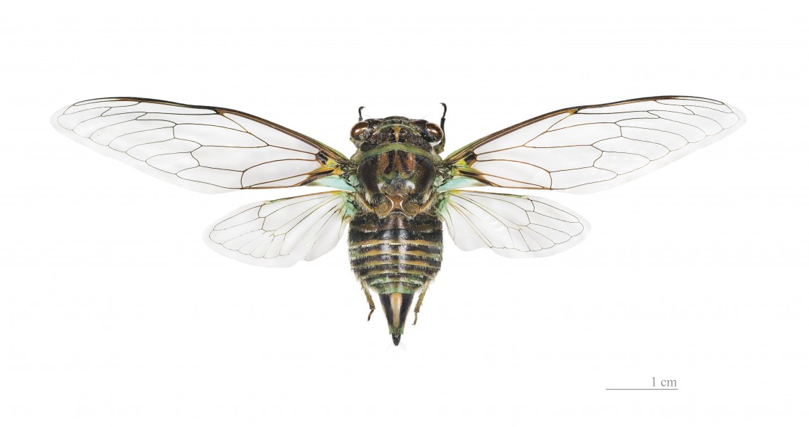 Ariasa colombiae MHNT dos