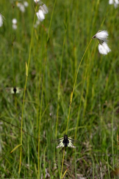 Ascalaphe et linaigrette