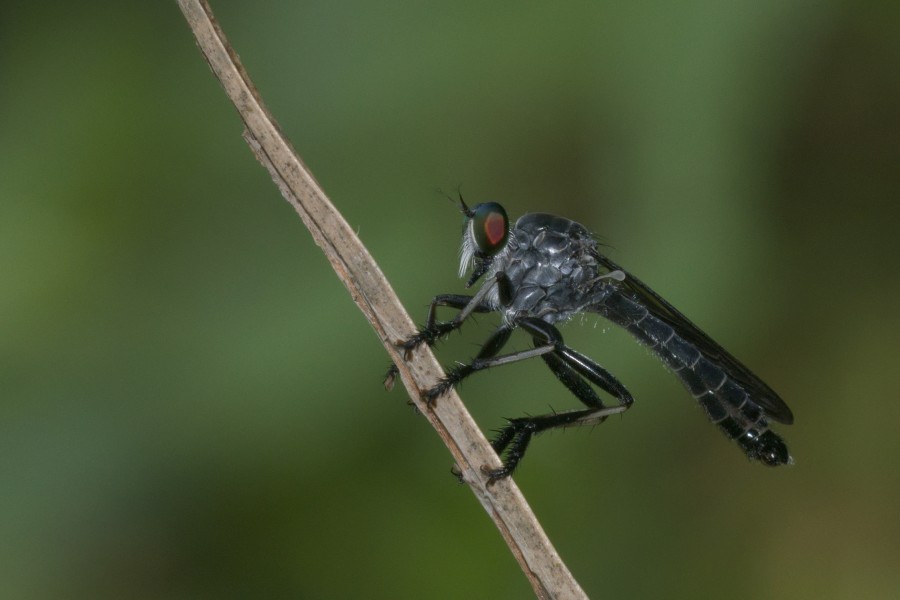 Asilidae-Kadavoor-2016-04-09-002