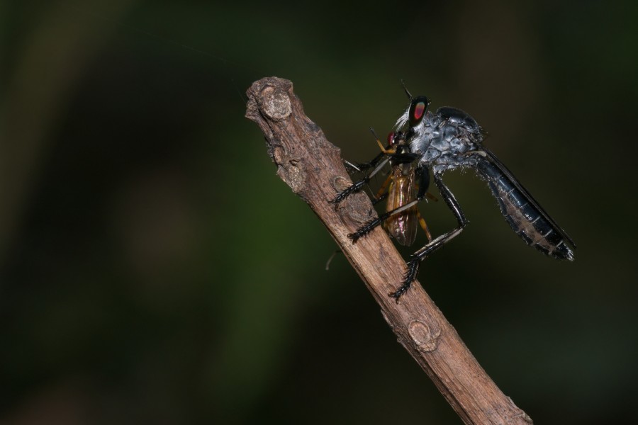 Asilidae-Kadavoor-2016-04-12-002