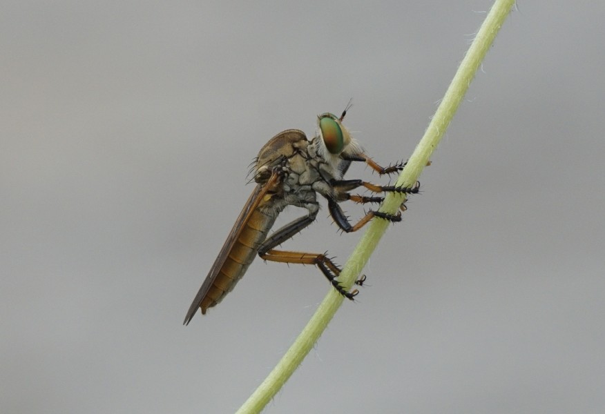 Asilidae 6009