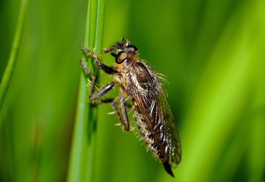 Asilidae (7263431466)