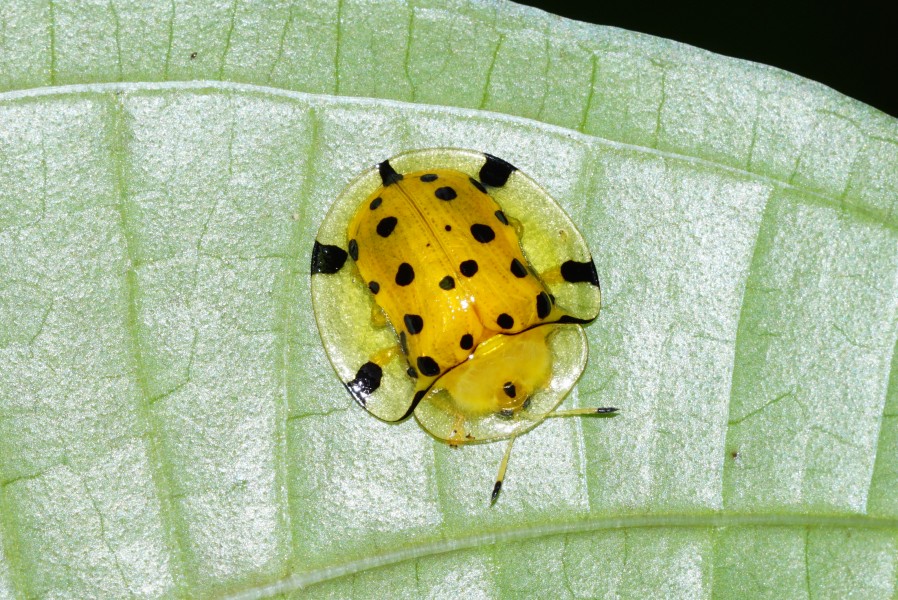 Aspidomorpha miliaris 03034