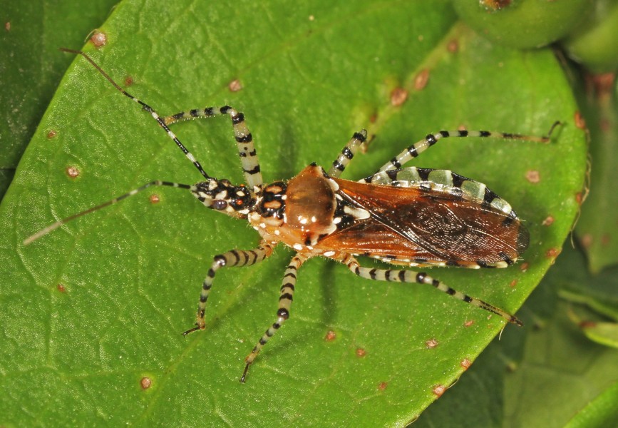 Assassin Bug - Pselliopus cinctus, Julie Metz Wetlands, Woodbridge, Virginia