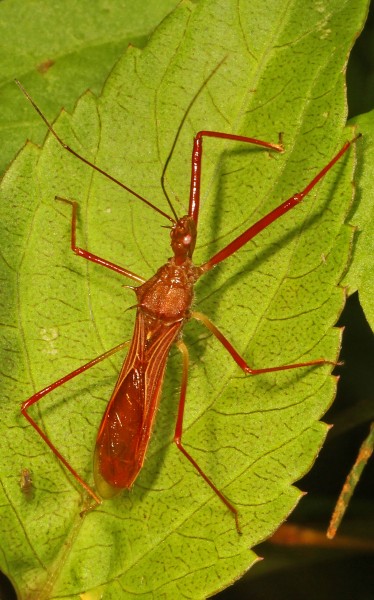 Assassin Bug - Ricolla species, Caves Branch Jungle Lodge, Belmopan, Belize