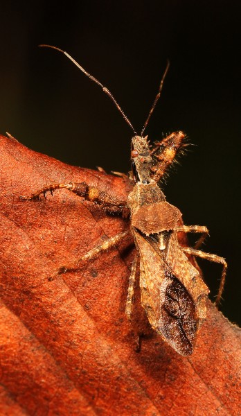 Assassin Bug - Sinea spinipes, Julie Metz Wetlands, Woodbridge, Virginia