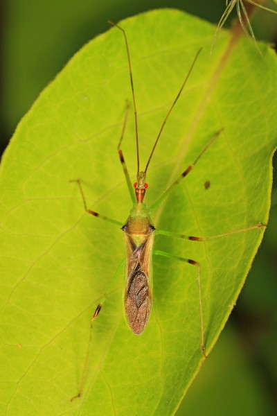 Assassin Bug - Zelus luridis, Kelly's Ford, Virginia