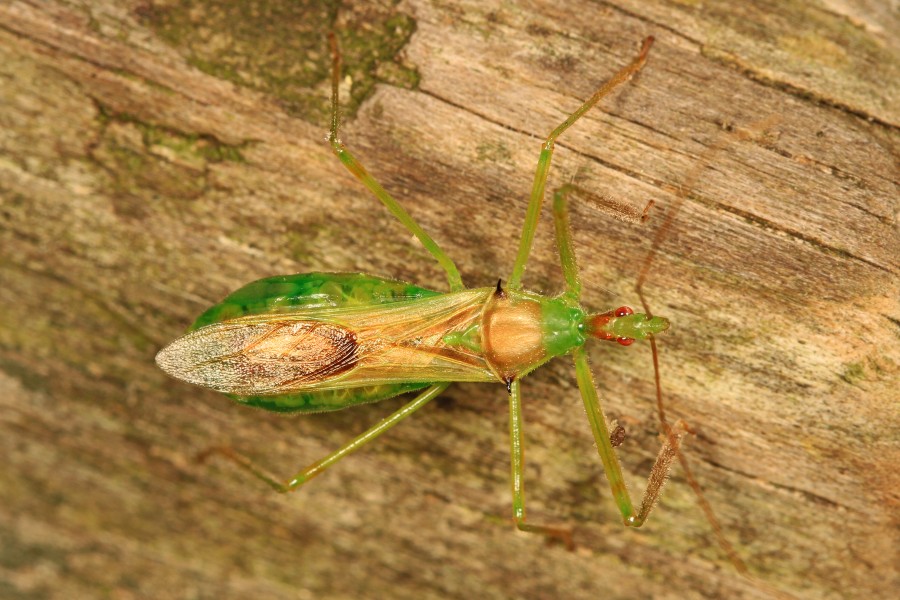 Assassin Bug - Zelus luridis, SERC, Edgewater, Maryland