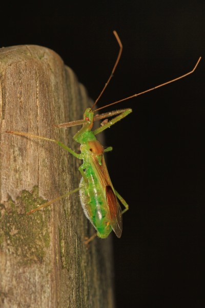 Assassin Bug - Zelus luridis, SERC, Edgewater, Maryland - 18358938958