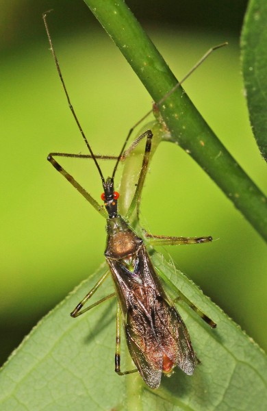Assassin Bug - Zelus luridus, Leesylvania State Park, Woodbridge, Virginia - 8835990666