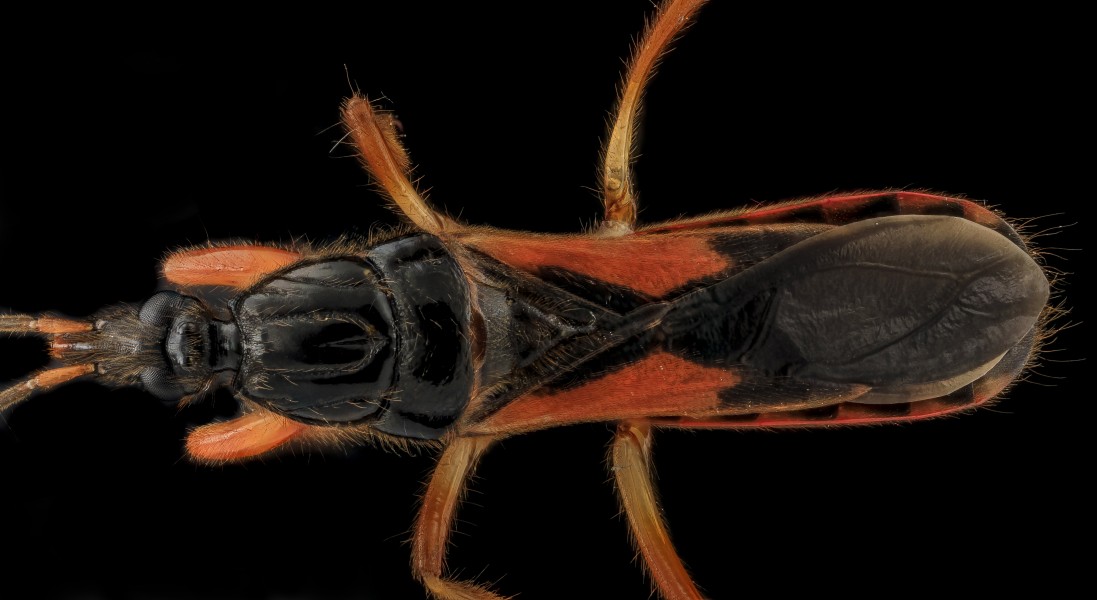 Assassin Bug, back, MD, Upper Marlboro 2013-09-15-13.54.34 ZS PMax (9763320186)