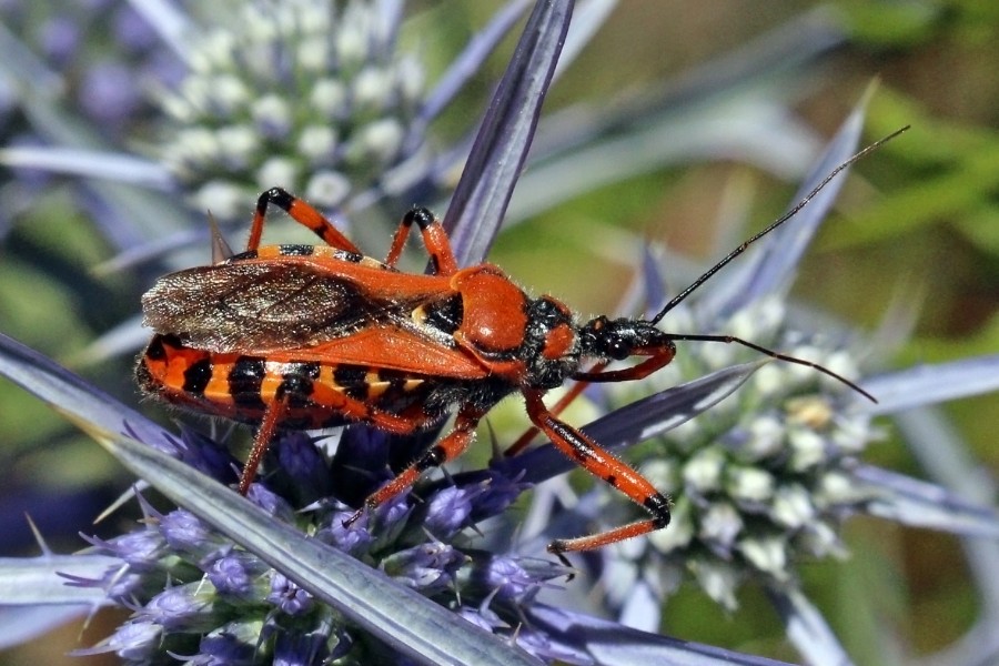 Assassin bug (Rhynocoris iracundus)