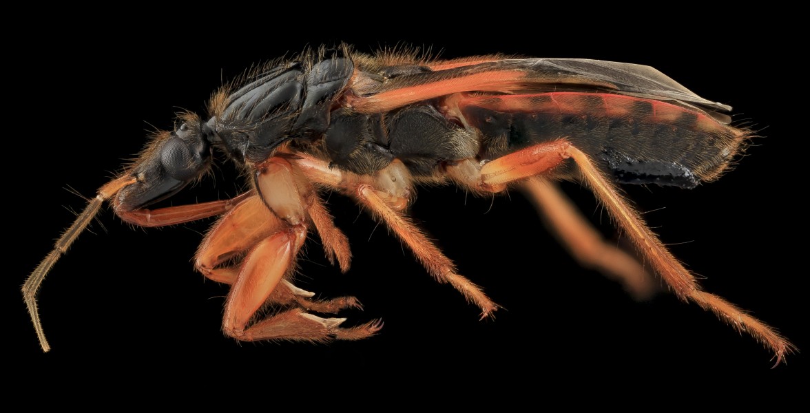 Assassin Bug, Side, MD, Upper Marlboro 2013-09-15-13.23.41 ZS PMax-Recovered (9763107002)