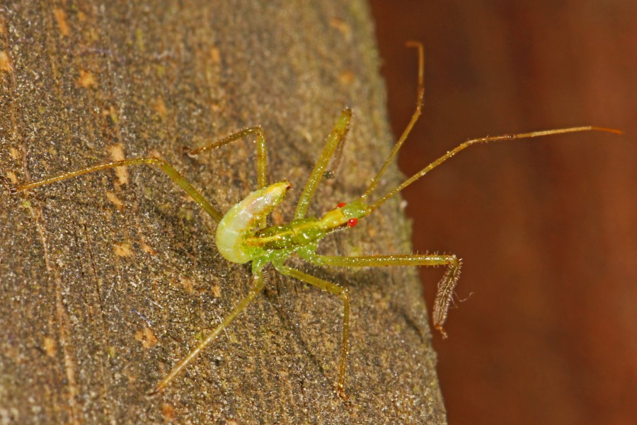 Assassin Bug nymph - Zelus species, Leesylvania State Park, Woodbridge, Virginia