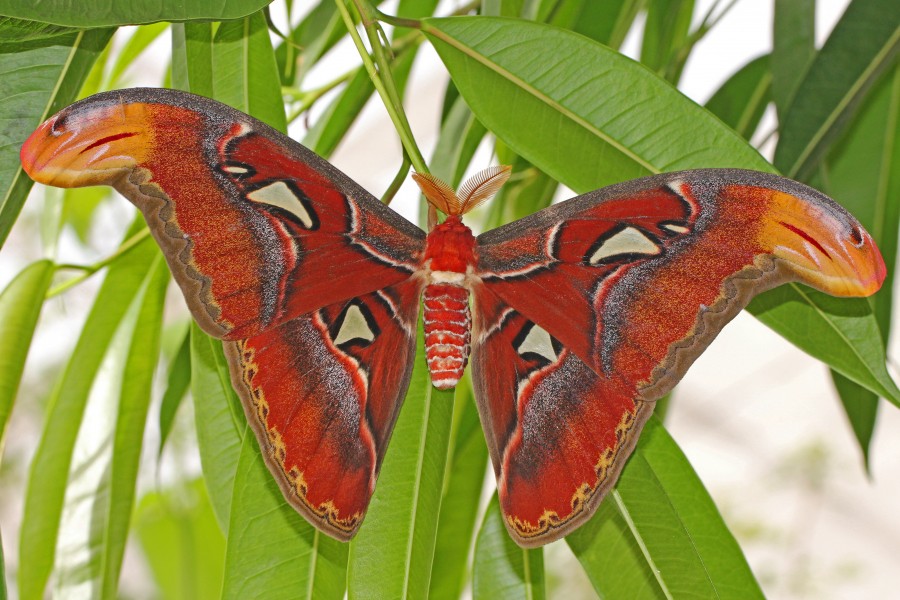 Atlas Moth - Attacus atlas, Brookside Gardens