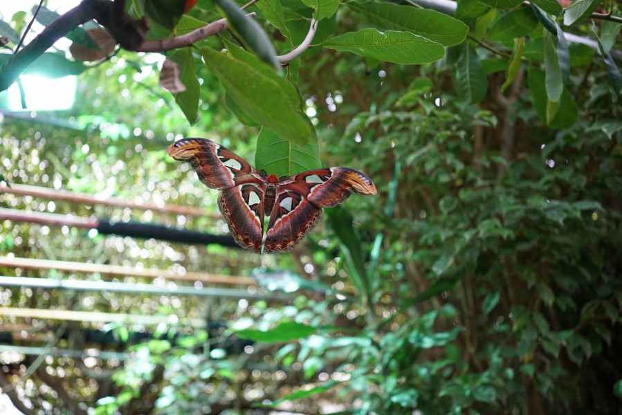Atlas moth, Fjärilshuset Haga (1)