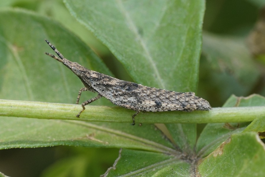 Atractomorpha (grasshopper) 9826