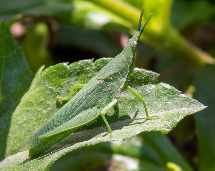 Atractomorpha similis at Sambisari Temple Complex, 2014-09-28 04