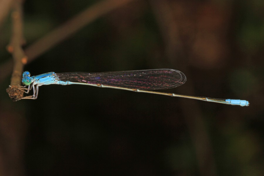 Attenuated Bluet - Enallagma daeckii, Watson Preserve, Warren, Texas - 22176429559
