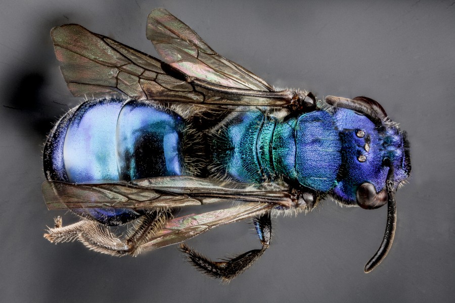 Augochlora regina f1
