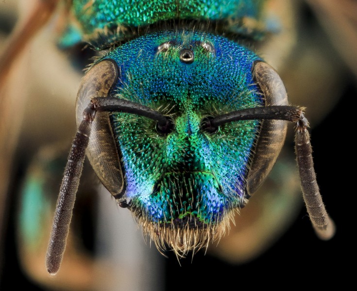 Augochloropsis sumptuosa, F, face, NC Moore County 2013-09-26-15.51.34 ZS PMax (9975057746)