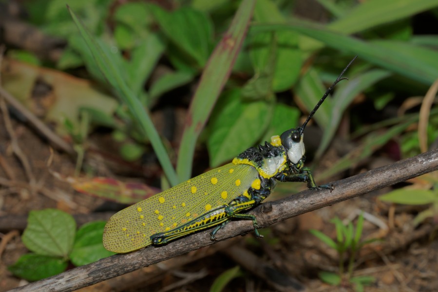 Aularches miliaris-Silent Valley-2016-08-13-001
