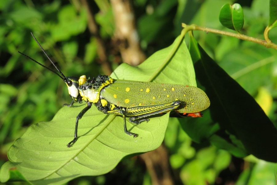 Aularches miliaris - Northern Spotted Grasshopper - at Peravoor (16)