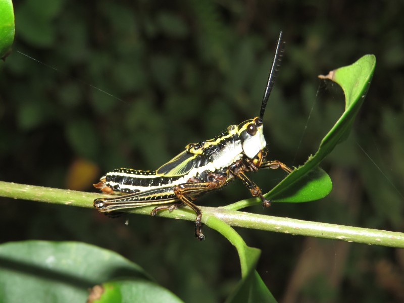 Aularches miliaris - Nymph at Peravoor (1)