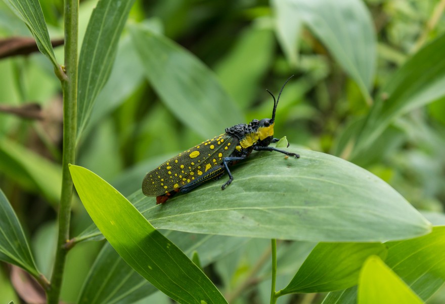 Aularches miliaris at Mangunan Orchard, Dlingo, Bantul, Yogyakarta 08