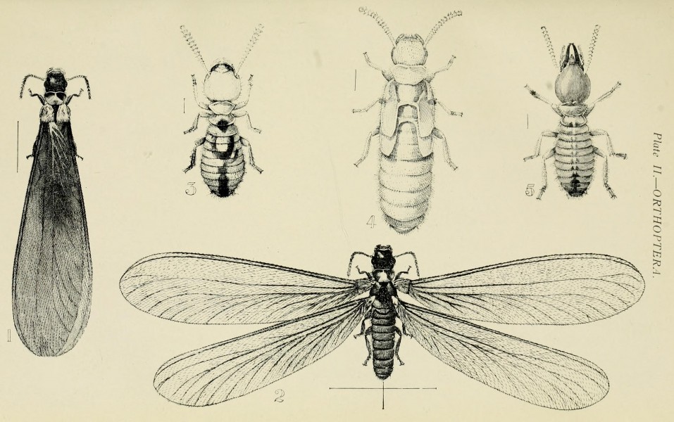 Australian insects (Plate II) (7268215444)