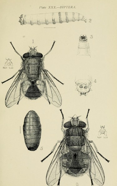Australian insects (Plate XXX) (7268262816)