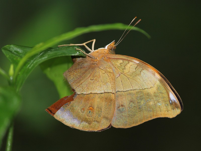Autmn leaf from Madayi IMG 7882
