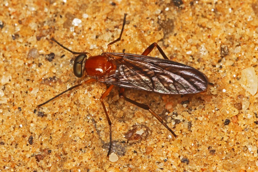 Awl Fly - Dialysis species, Patuxent National Wildlife Refuge, Laurel, Maryland