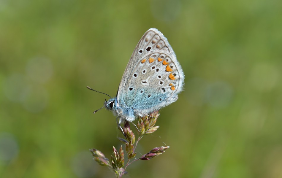 Azuré de la sarriette