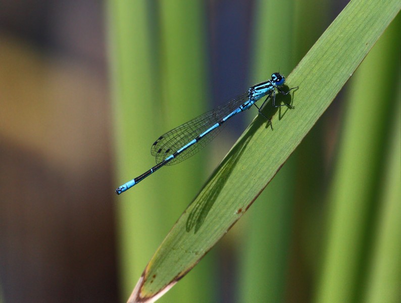 Azure Damselfly